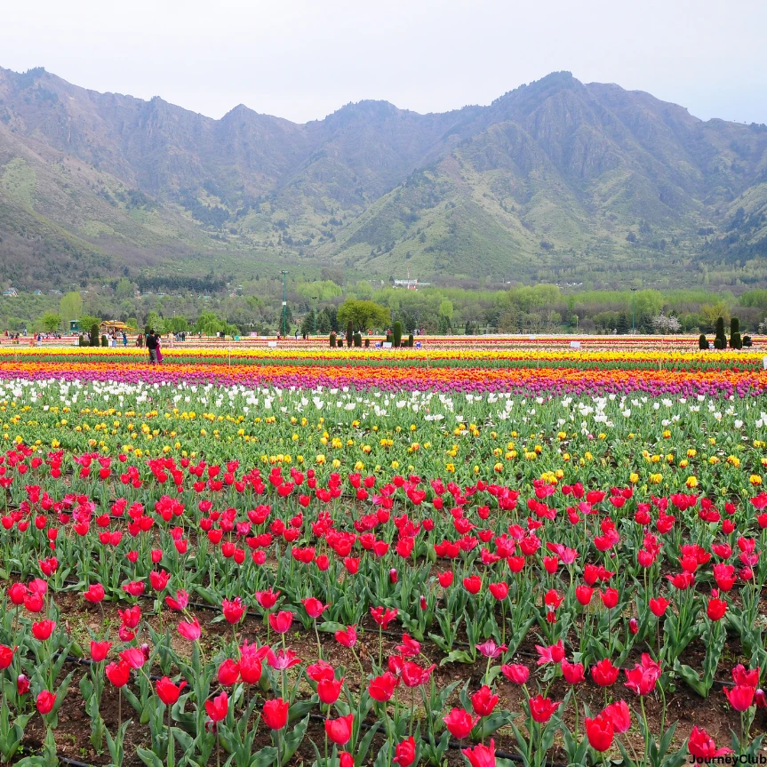 Kashmir: A Journey Through Paradise on Earth